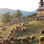 2018-Gala Project (Asociatia Pro Vita)
